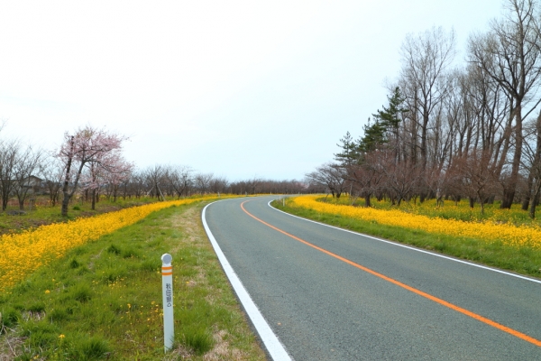 大潟村桜並木