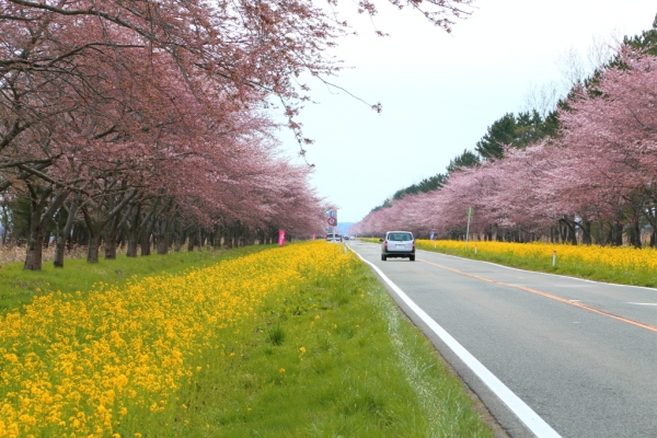 大潟村桜並木